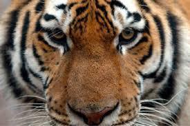 Tiger Head